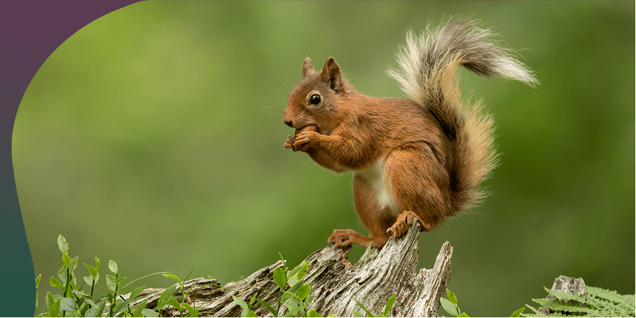 squirrell.png