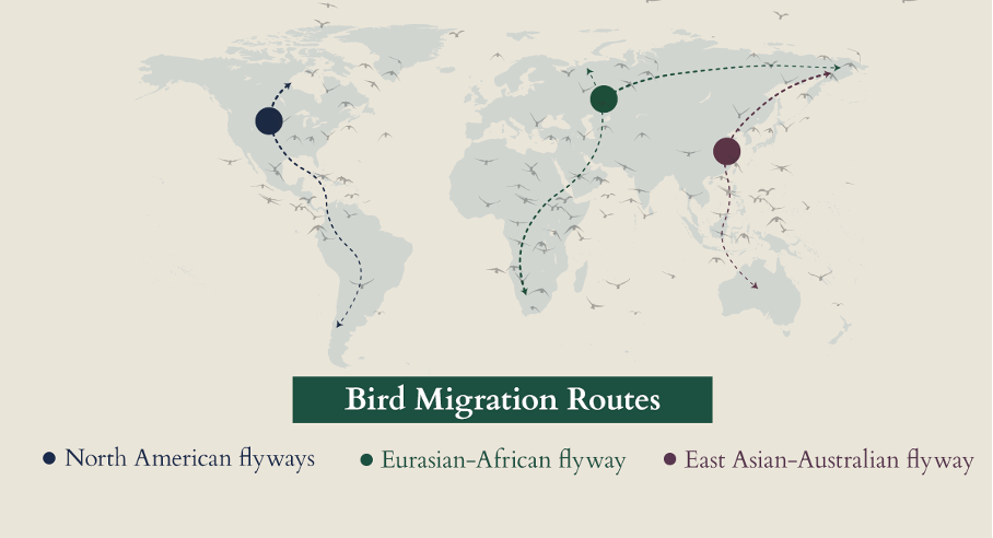 migration routes.png